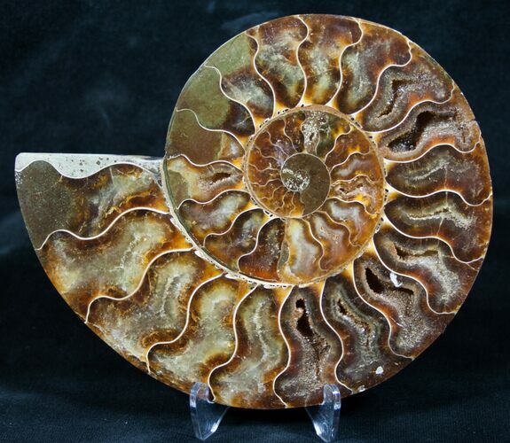 Beautiful Split Ammonite (Half) #5499